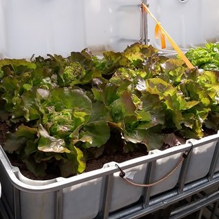 IBC Hochbeet mit 12 Kopf-Salate rot 250 Liter transparent auf verzinkter Stahl-PE-Palette 55 cm erhöht