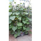 IBC Urban Farming 'Gurkomat-V2' mit Speicher für 300 l Regenwasser
