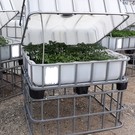 Frühbeet & Hochbeet 250 l WEISS mit Deckel NATUR 93 cm auf MPE