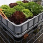 Balkon-Hochbeet 250 Liter RECYCLING auf Auswahl-Palette 55 cm erhöht #IBC67HB-VP250&55