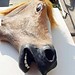 Paardenhoofd Masker van Latex