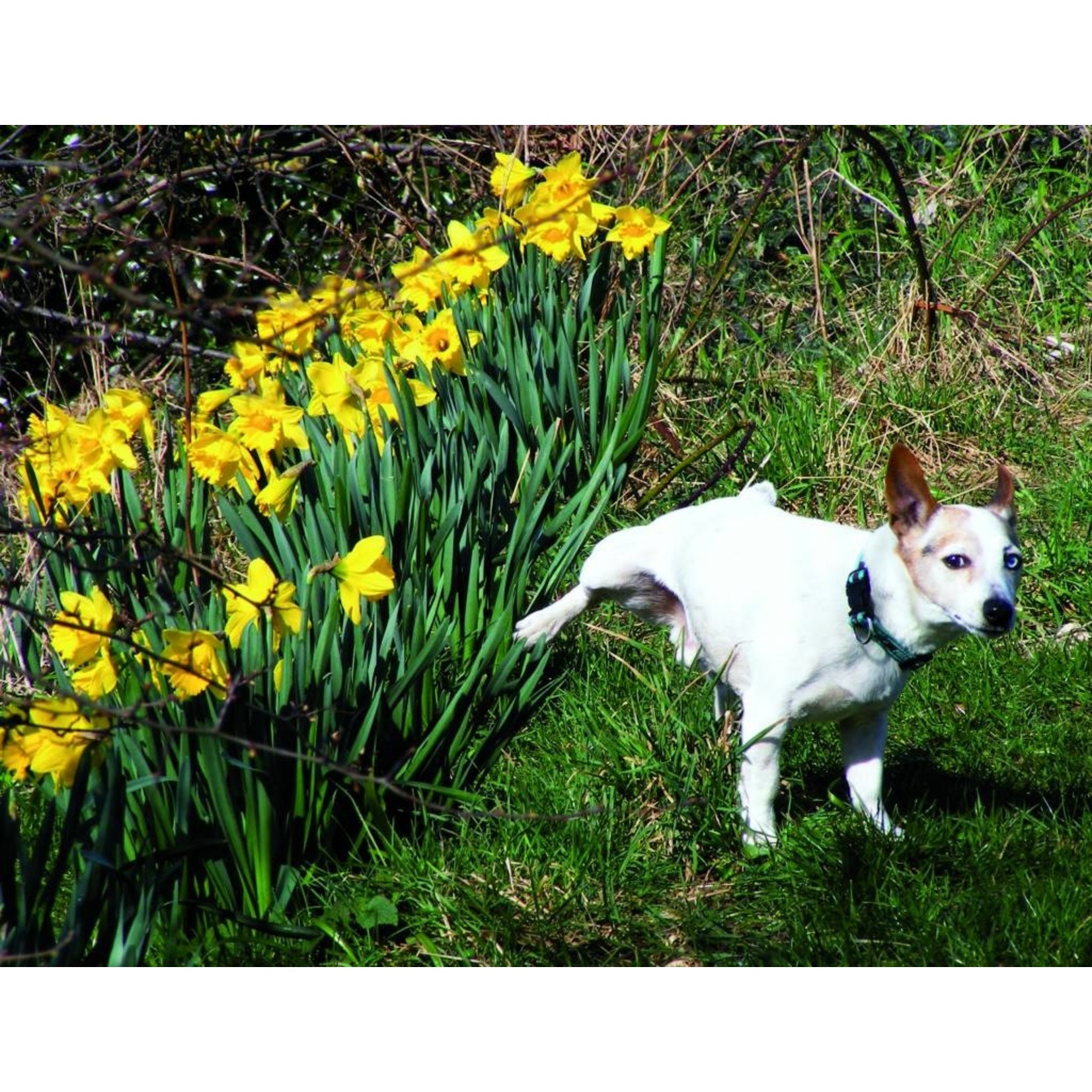 BSi Kat en Hond-weg 600 gram Katten- & hondenafweer strooikorrels