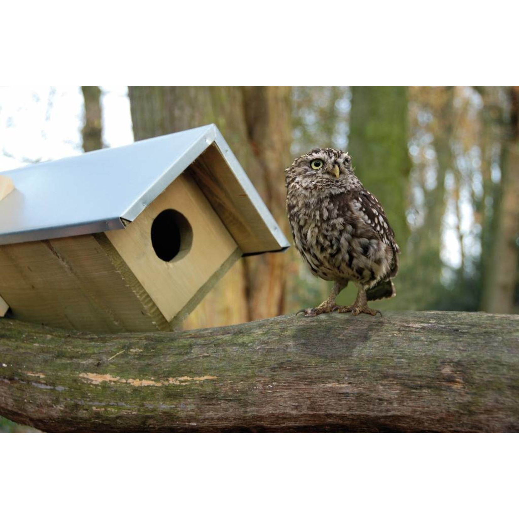 Esschert Steenuilkast