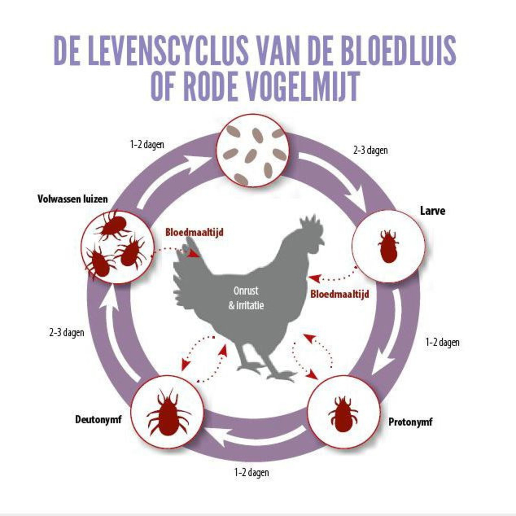 BSi Mite spray 500  ml tegen bloedluizen en mijten