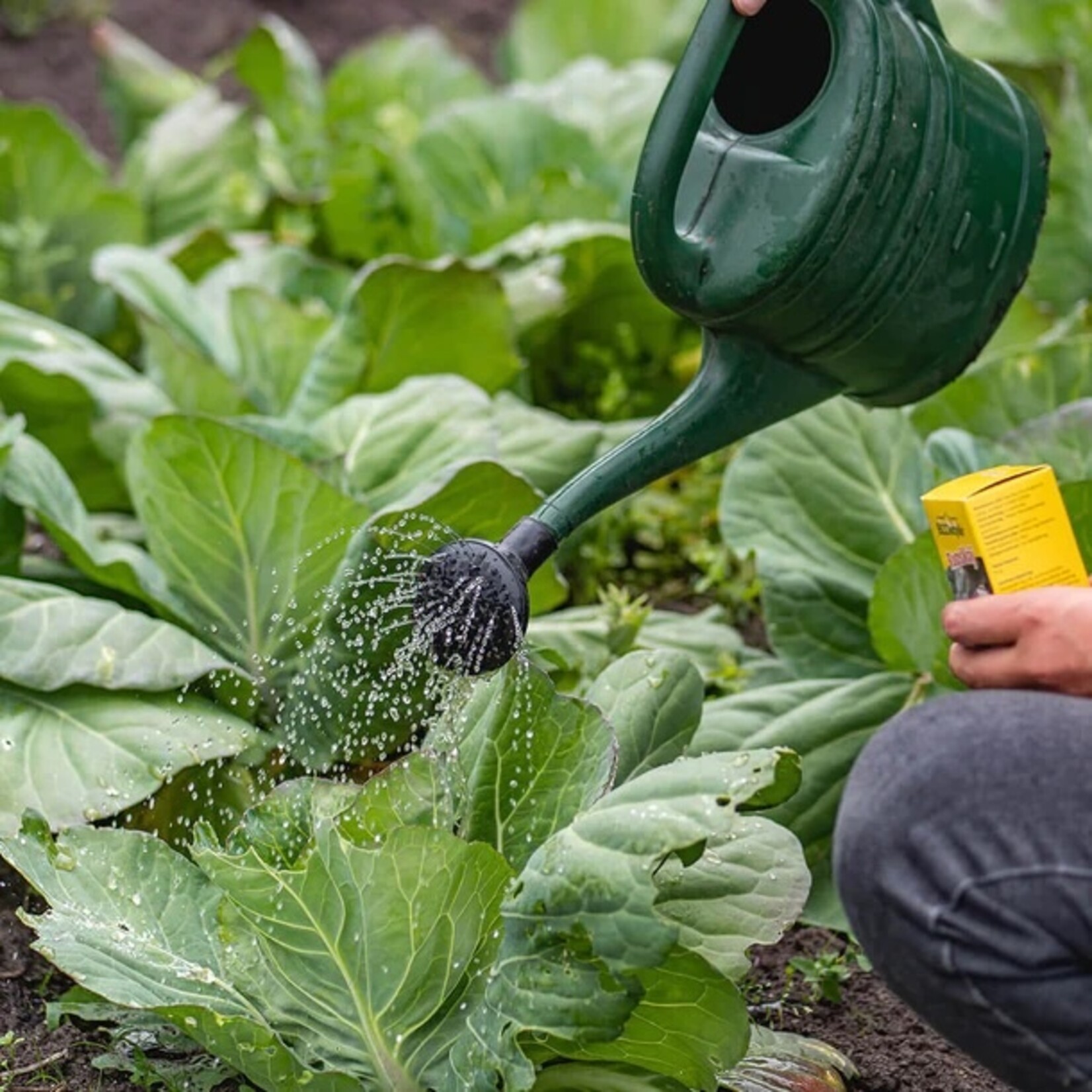 ECOstyle RupsVrij middel tegen rupsen 25 gram (325 m²)