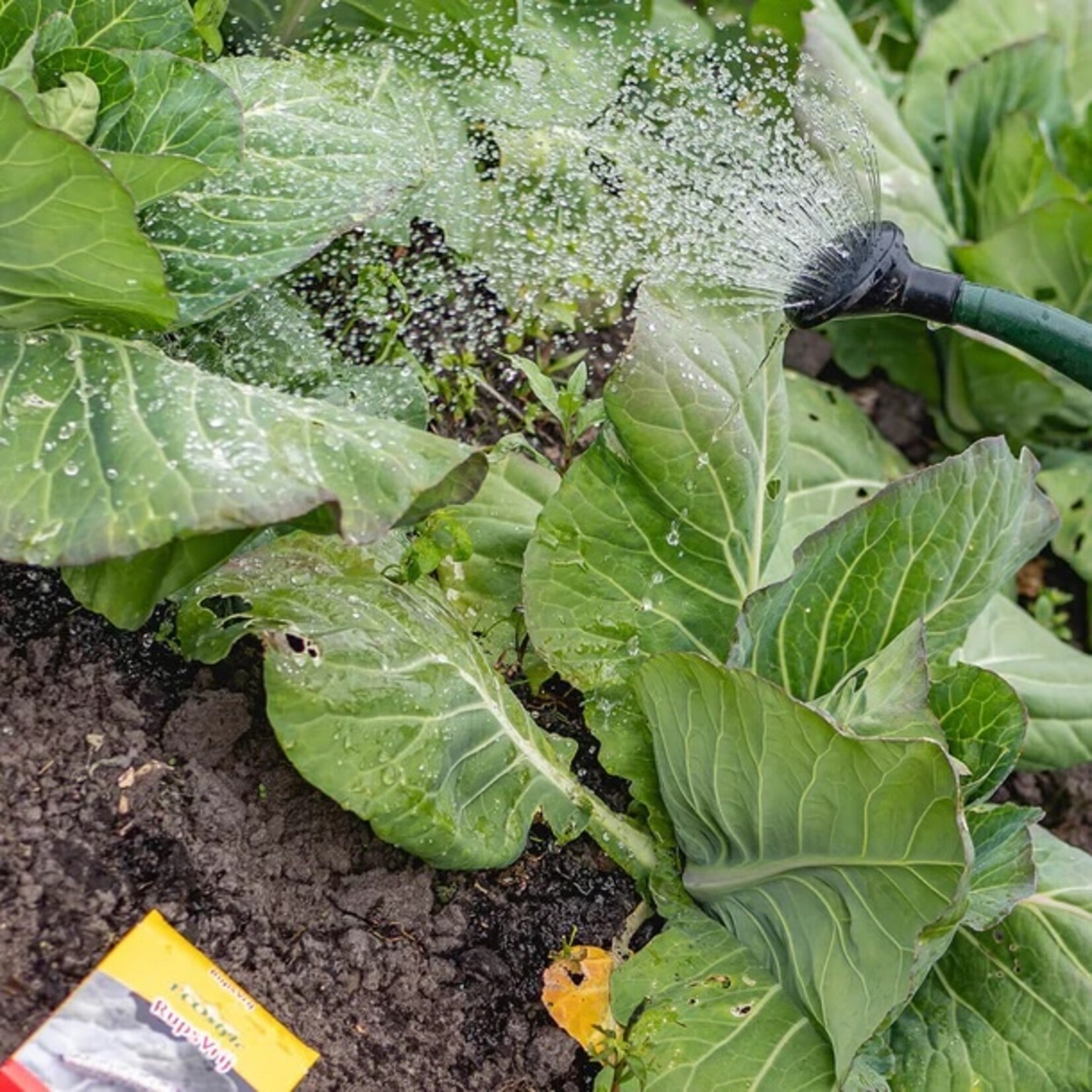 ECOstyle RupsVrij middel tegen rupsen 25 gram (325 m²)