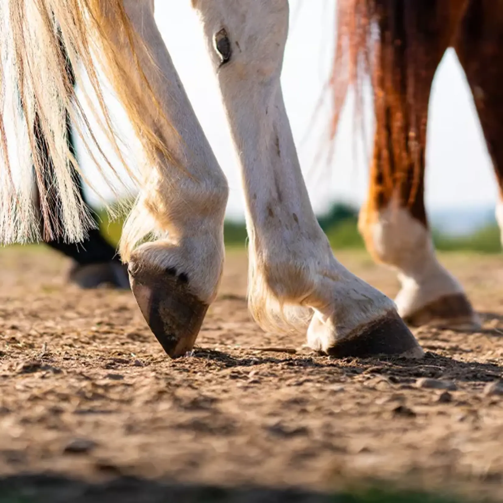 VITALstyle Hoef & Pees 4 kg