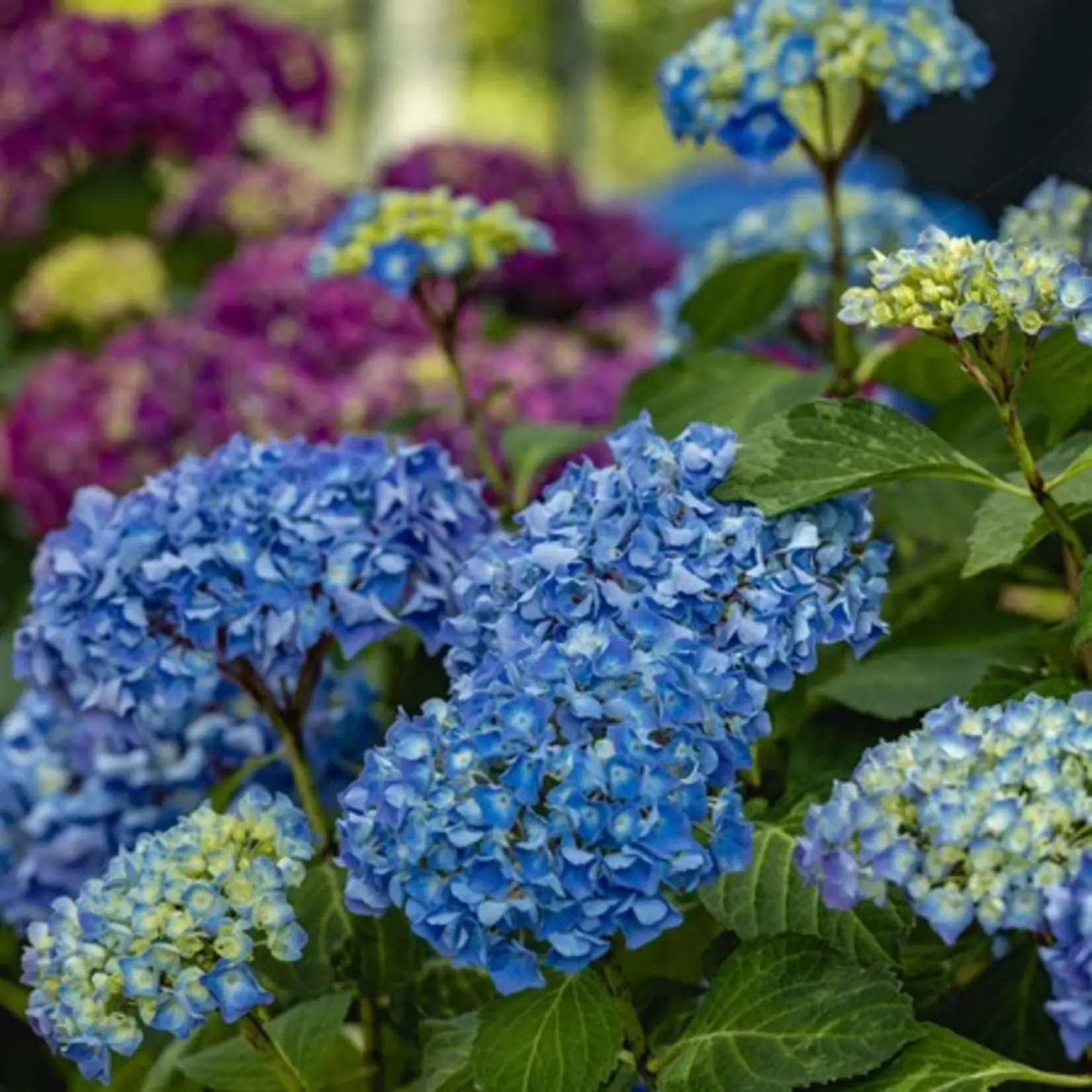 ECOstyle Hortensia-AZ meststof 1,6 kg (voor ca. 50 planten)