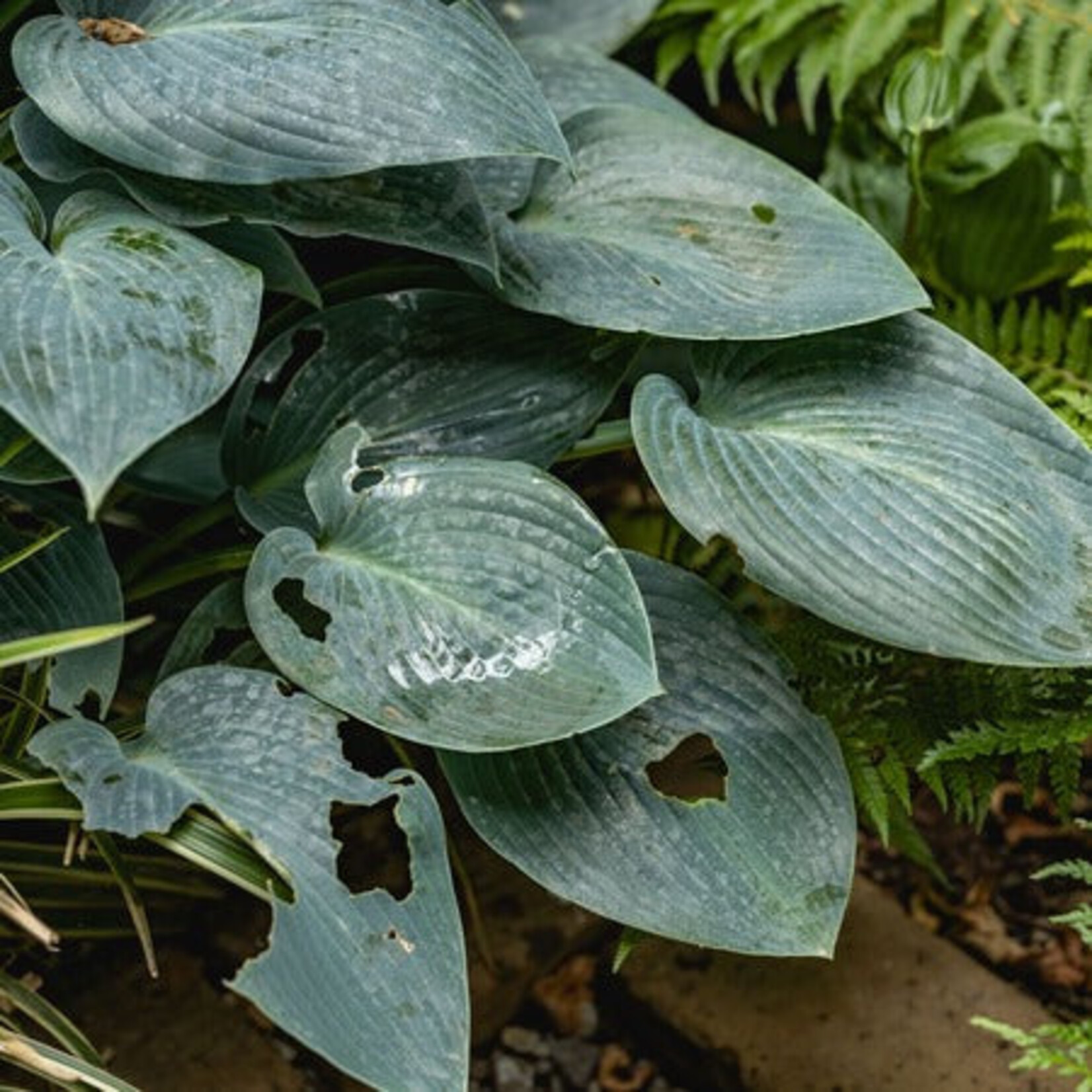 ECOstyle Escar-Go 200 gram tegen slakken (80 m2)