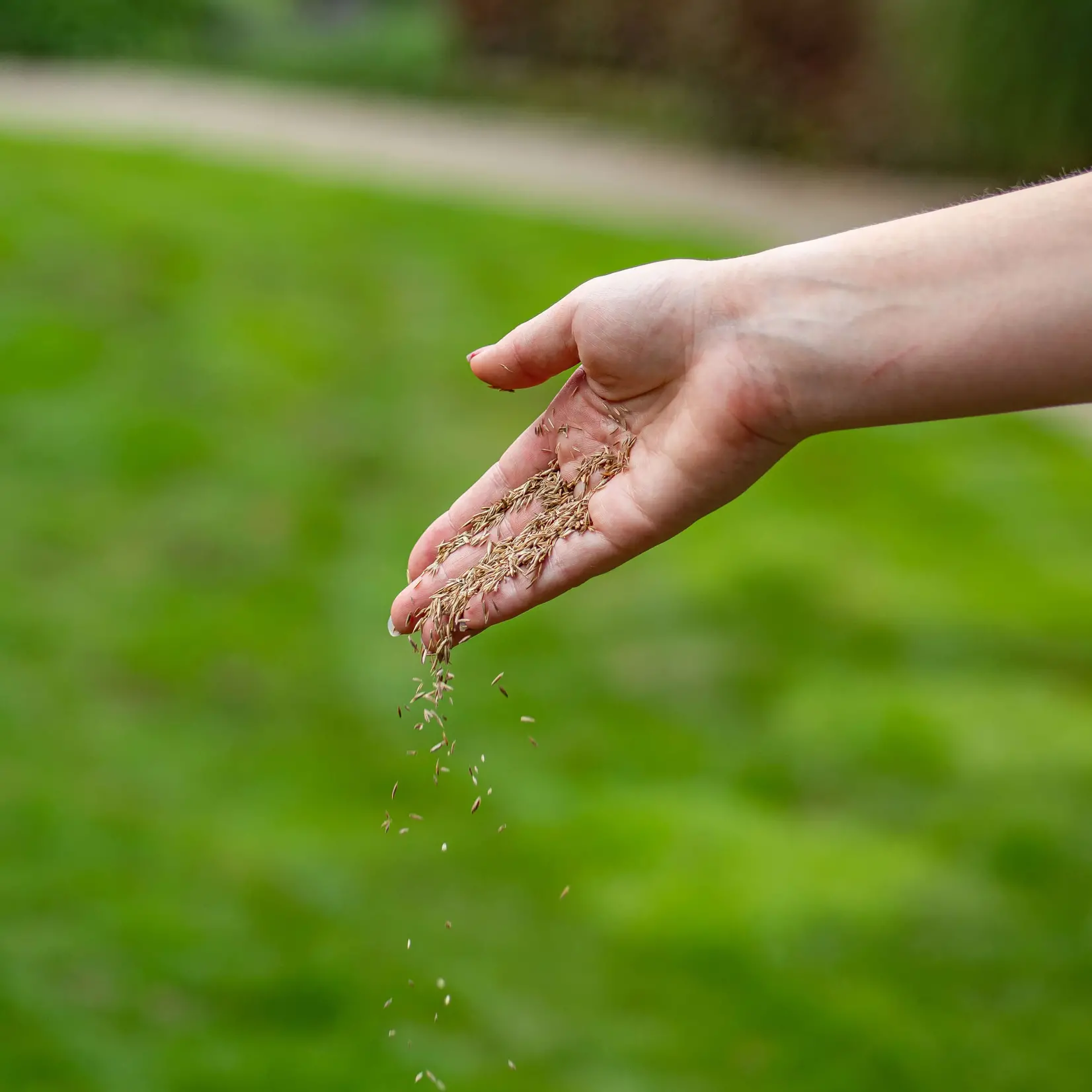 ECOstyle Graszaad-Herstel 500 gram (20-30 m²) voor kale plekken