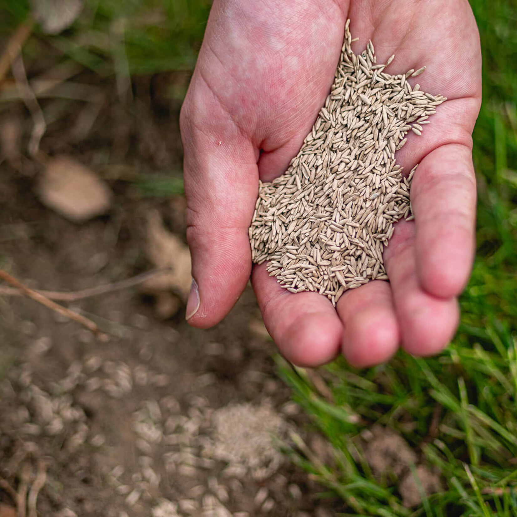 ECOstyle Graszaad Herstel 1 kg (40-60 m²) voor kale plekken