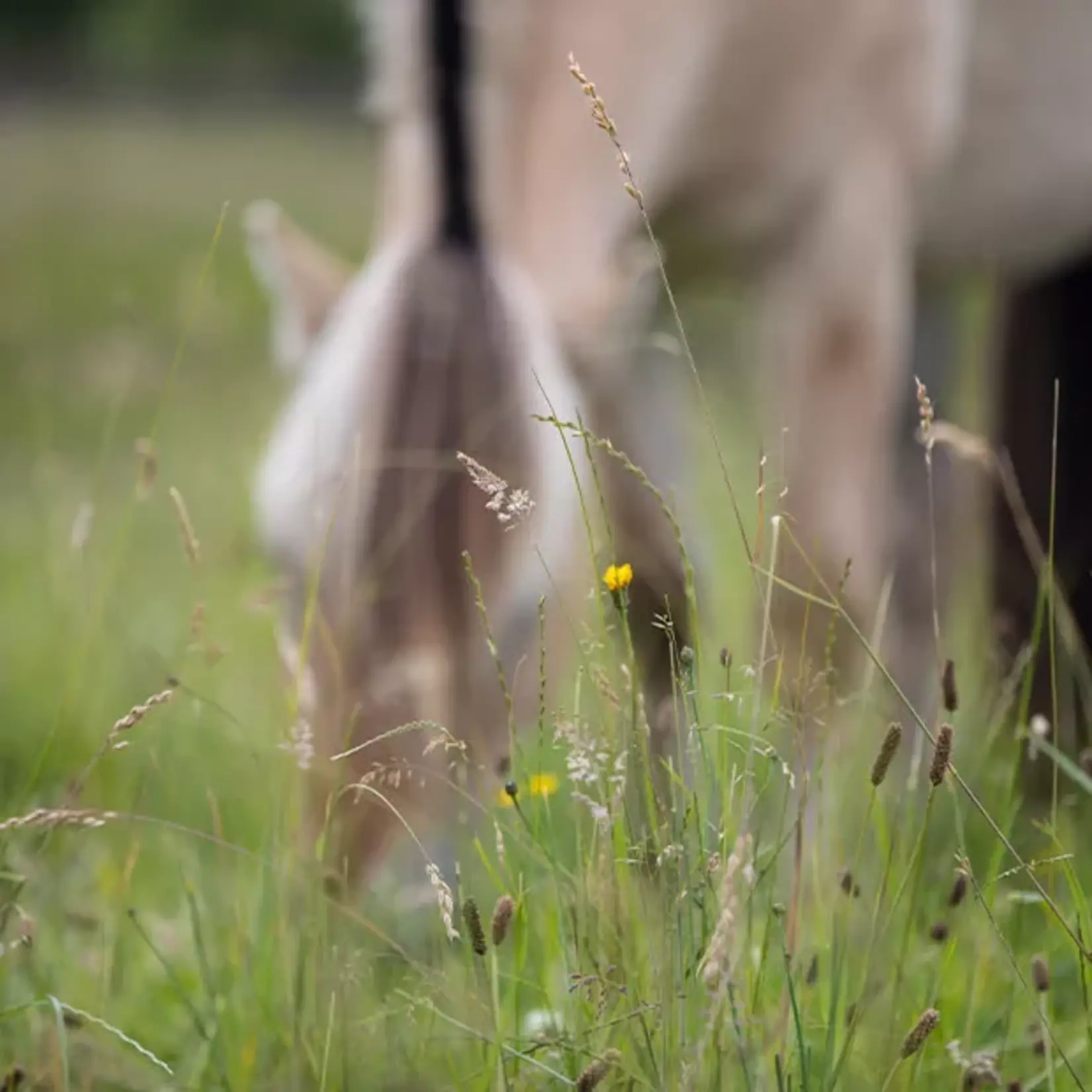 VITALstyle WeideGraszaad 15 kg