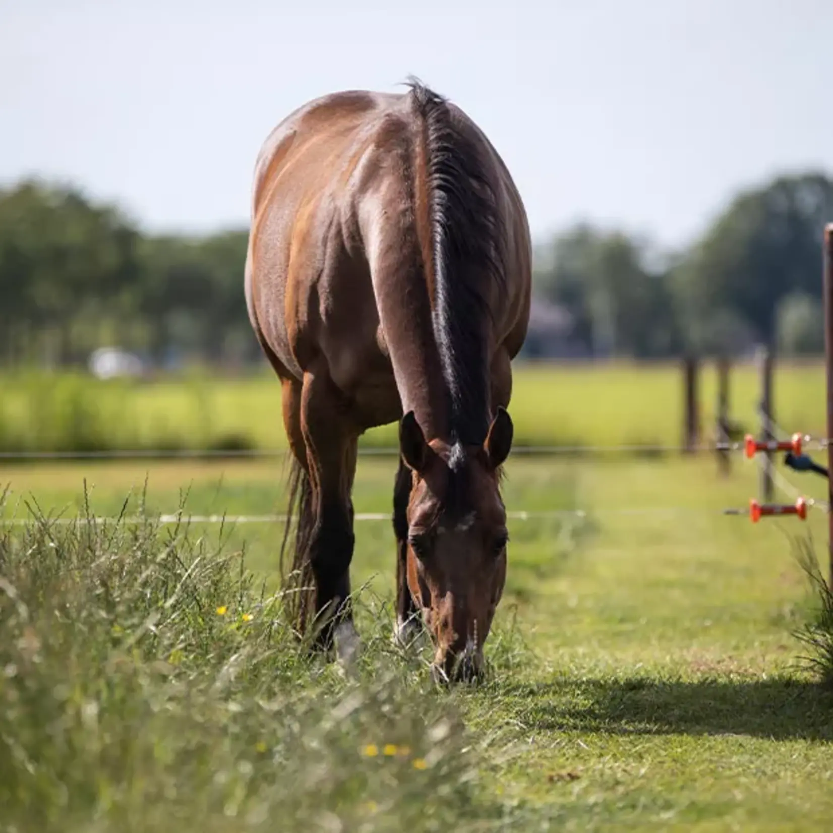 VITALstyle OerBalans brokken 18 kg