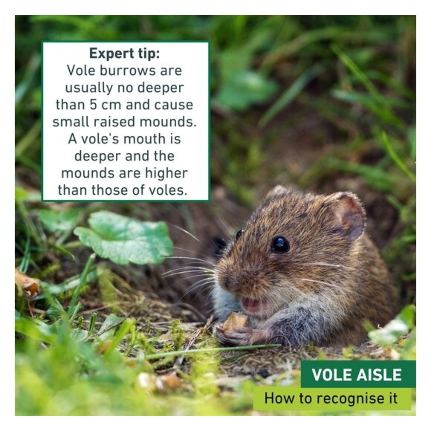 Windhager Markeringsvlaggen voor mollen- en woelmuizenvallen (5 stuks)