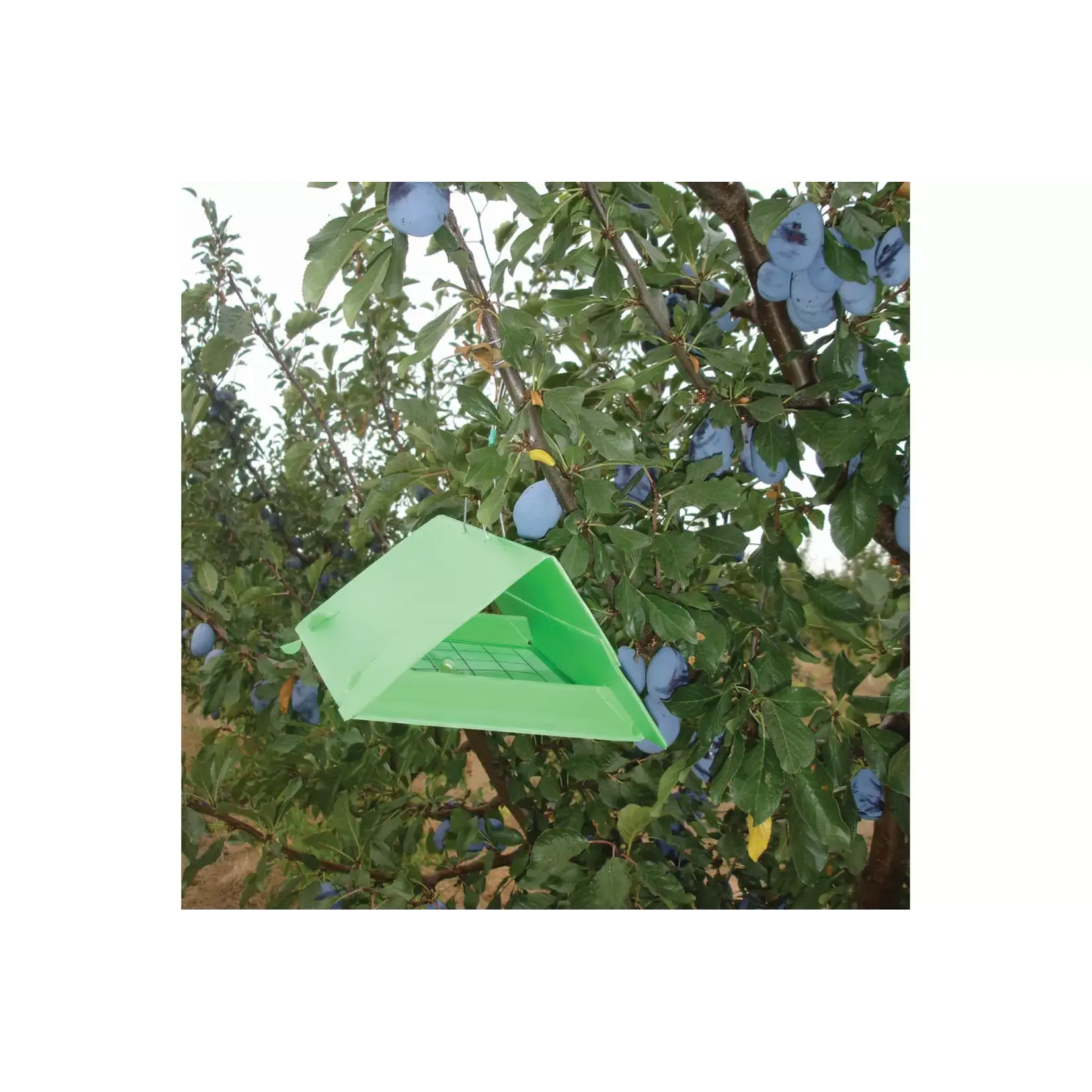 Edialux Deltaval met lijmplaten