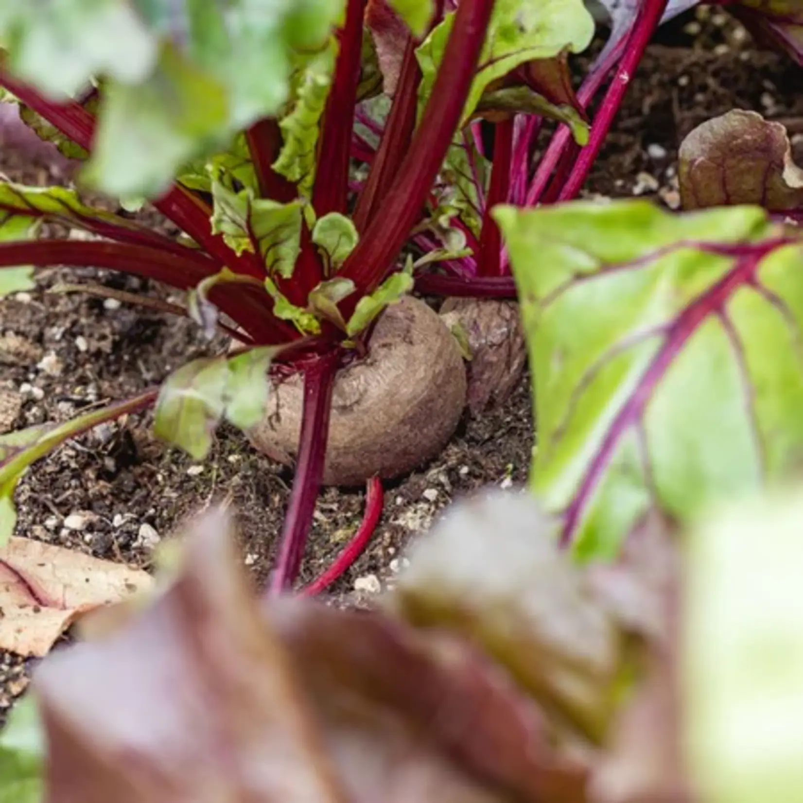 ECOstyle Moestuinmest-AZ 1,6 kg (30 m²)