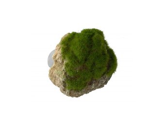 Mossteen met zuignappen