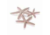 Star Fish naturel