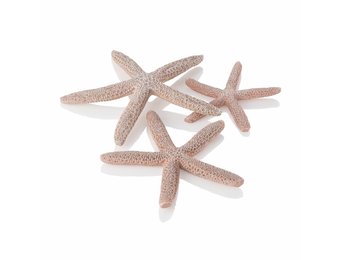 Star Fish naturel