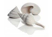 Sea Shells