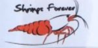 Shrimps Forever