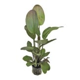 Echinodorus Ozelot Rood - Extra Groot