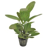 Echinodorus Ozelot Groen - Extra Groot