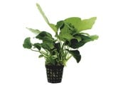 Anubias Barteri Var.Nana - Extra Groot