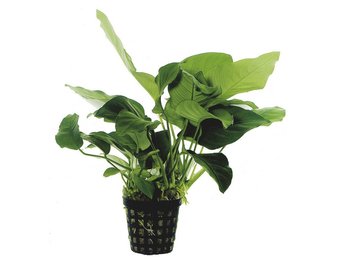 Anubias Barteri Var.Nana - Extra Groot