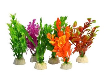 Aqua plants small