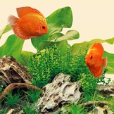 Multilux LED Buis Nature