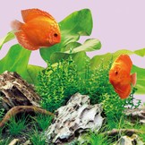 Multilux LED Buis Colour