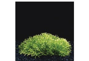 Riccia Fluitans in vitro bakje