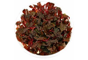 Alternanthera Reineckii Mini in vitro bakje