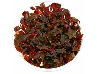 Alternanthera Reineckii Mini in vitro bakje