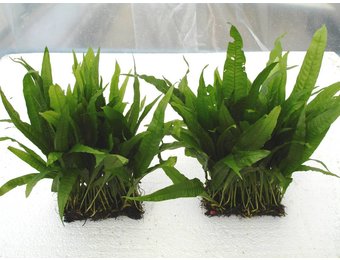 Microsorium Pteropus op mat