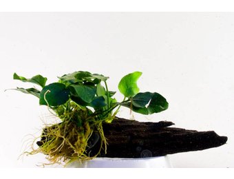 Anubia Nana op hout - Medium