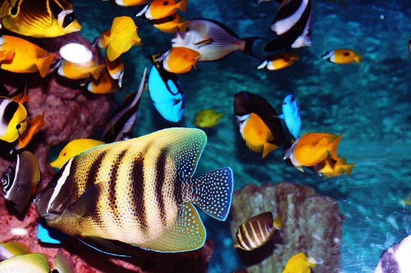 Het water van uw aquarium testen doet u zo!