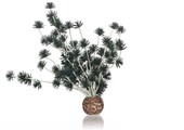 Bonsai bal Donkergroen