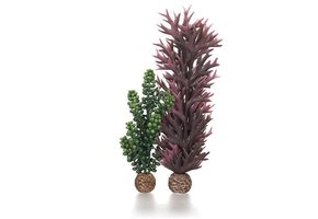 Zeeparels en Zeewier - Olijfgroen