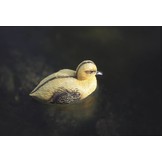 Vijverfiguur Eendenkuiken