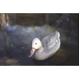 Vijverfiguur Wilde eend vrouwtje