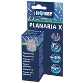 Planaria X