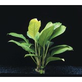 Anubias Heterophylla