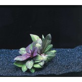 Lobelia Cardinalis