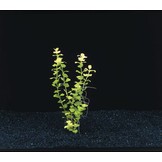 Lysimachia Nummularia Aurea