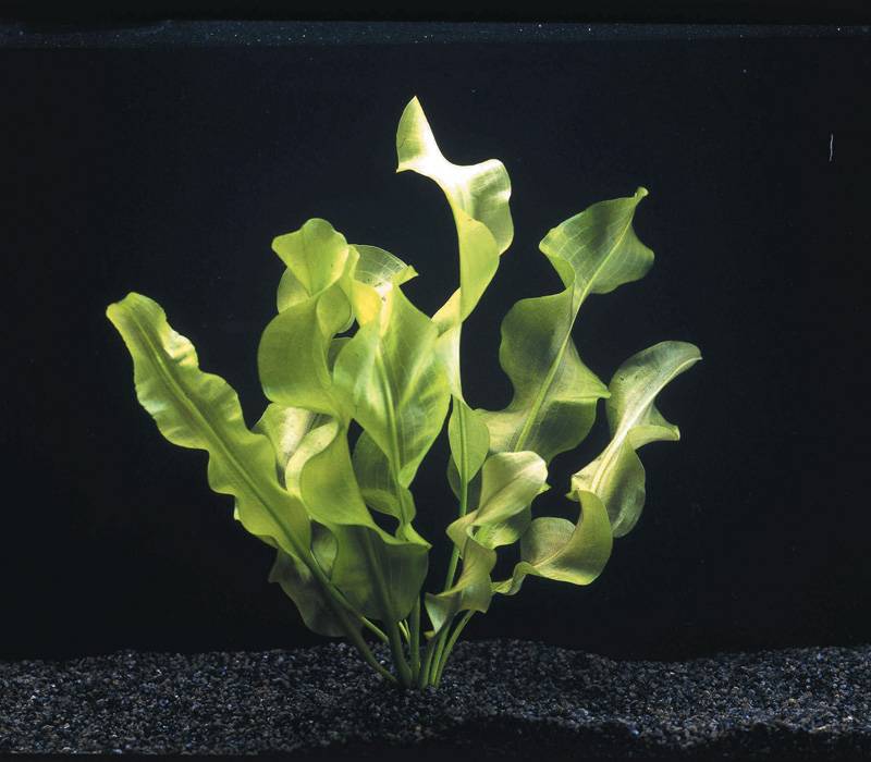 Aponogeton Ulvaceus Knolplant