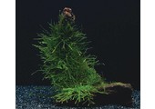 Bos Vesicularia Dubyana