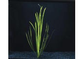 Vallisneria Spiralis bos