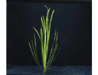 Vallisneria Spiralis bos